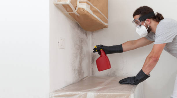 Professional Black Mold Removal technician working in Savage, MD
