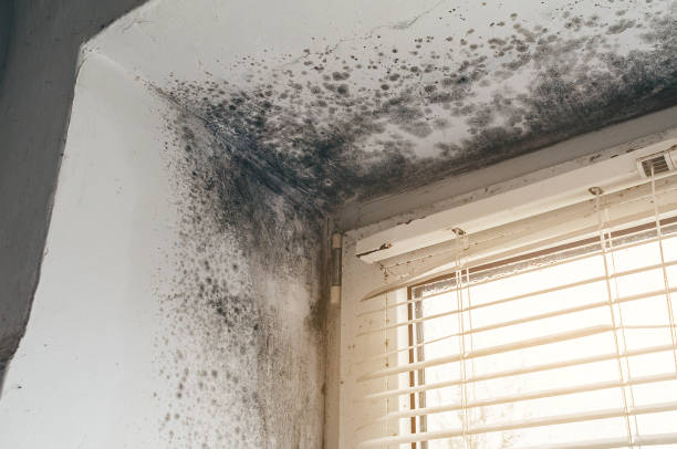 Trusted Black Mold Removal service in Savage, MD - Cheap Mold Removal